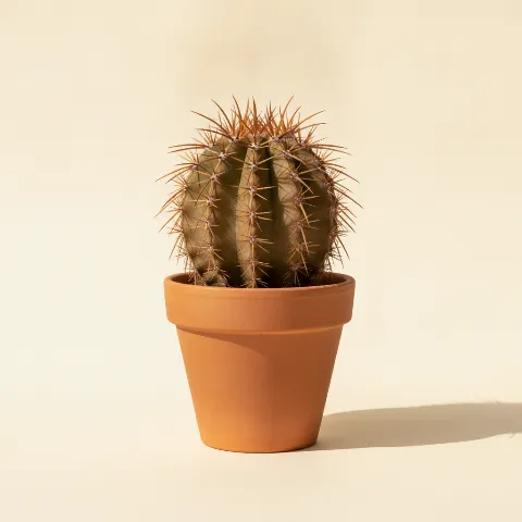 Ferocactus herrerae