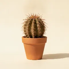 Ferocactus herrerae