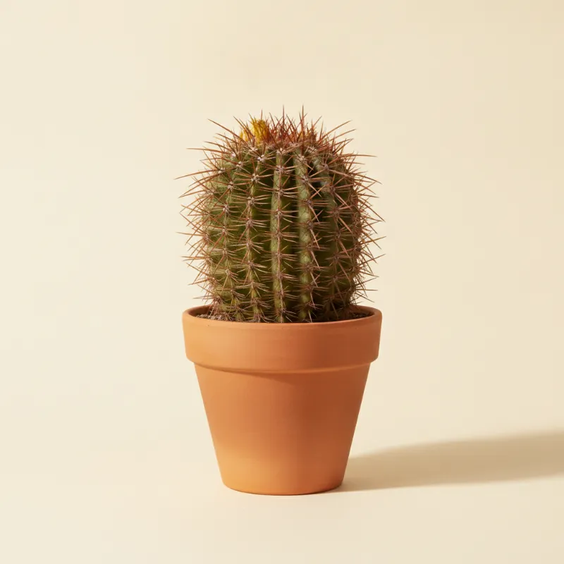 Ferocactus peninsulae (illustratie)