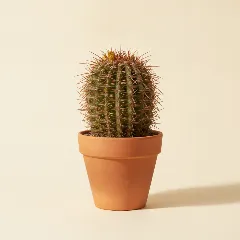 Ferocactus peninsulae