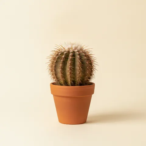 Ferocactus stainesii