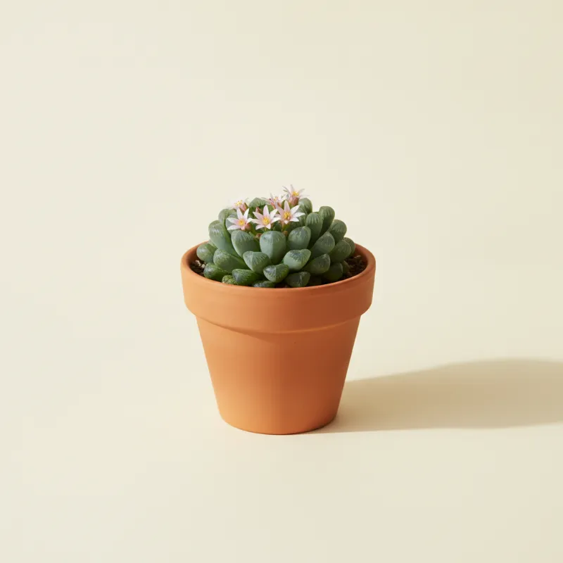 Frithia pulchra (illustratie)