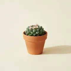 Frithia pulchra