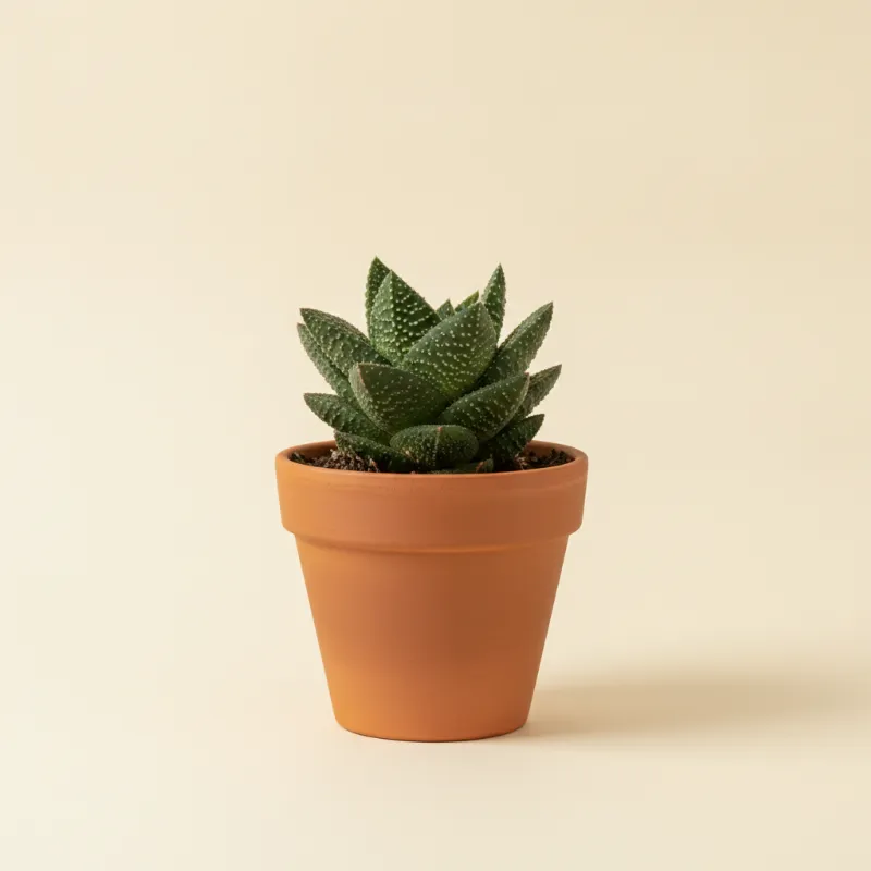 Gasteria armstrongii (illustratie)