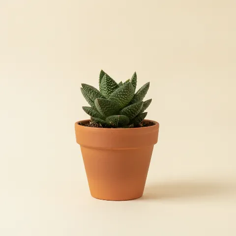 Gasteria armstrongii