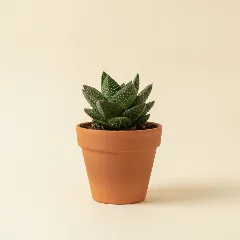 Gasteria armstrongii