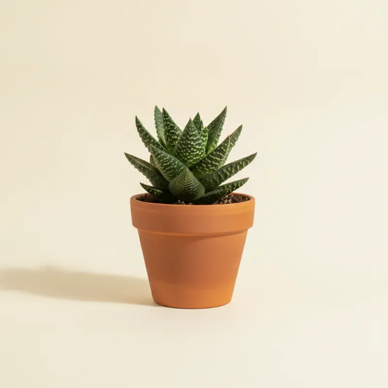 Gasteria bicolor (illustratie)