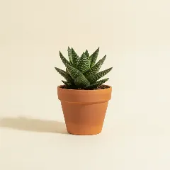 Gasteria bicolor