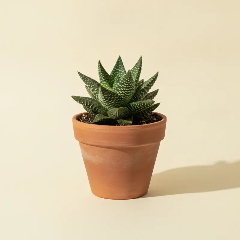 Gasteria 'Flow' (illustratie)