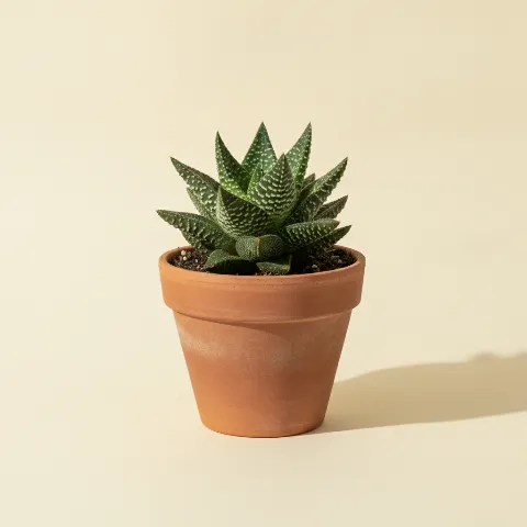 Gasteria 'Flow'