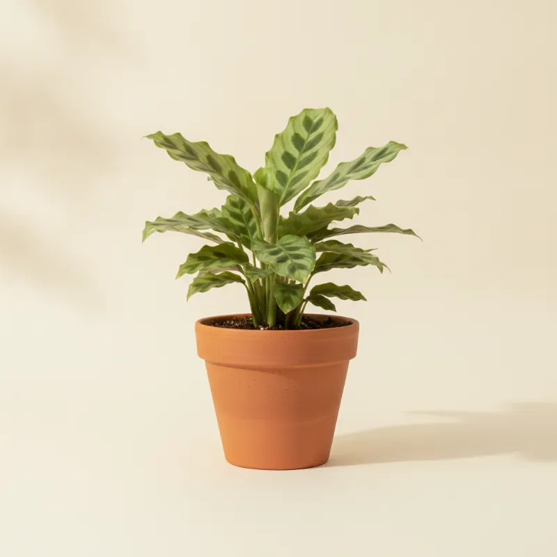 Calathea — Calathea 'Freddie' (illustratie)