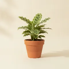 Calathea