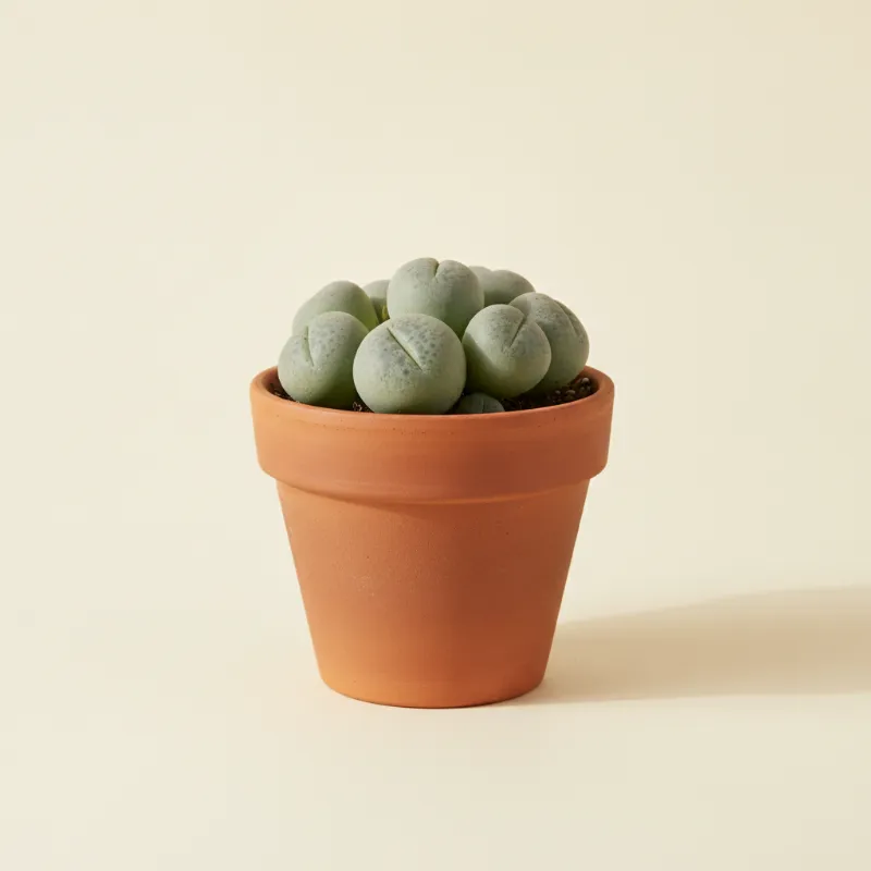 Gibbaeum heathii (illustratie)