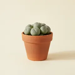 Gibbaeum heathii