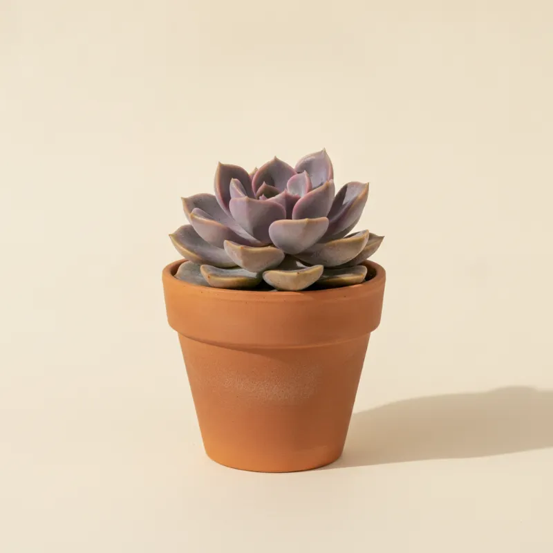 Graptopetalum 'Purple Delight' (illustratie)