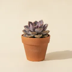 Graptopetalum 'Purple Delight'