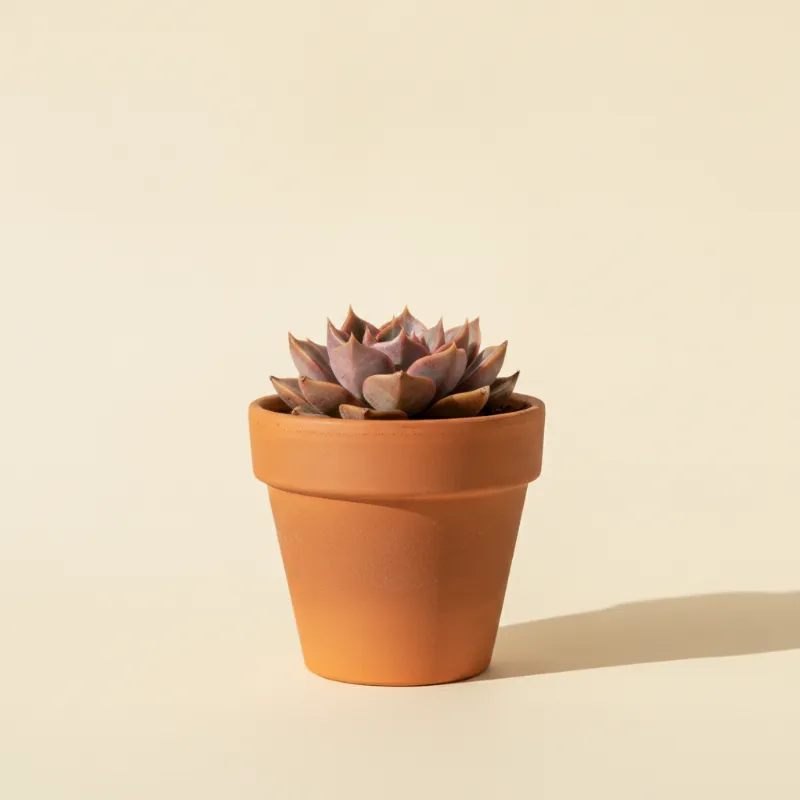 Graptopetalum bellum (illustratie)