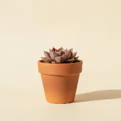 Graptopetalum bellum