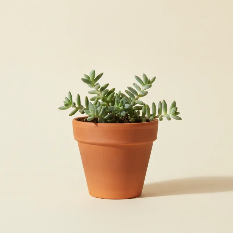 Graptopetalum filiferum (illustratie)