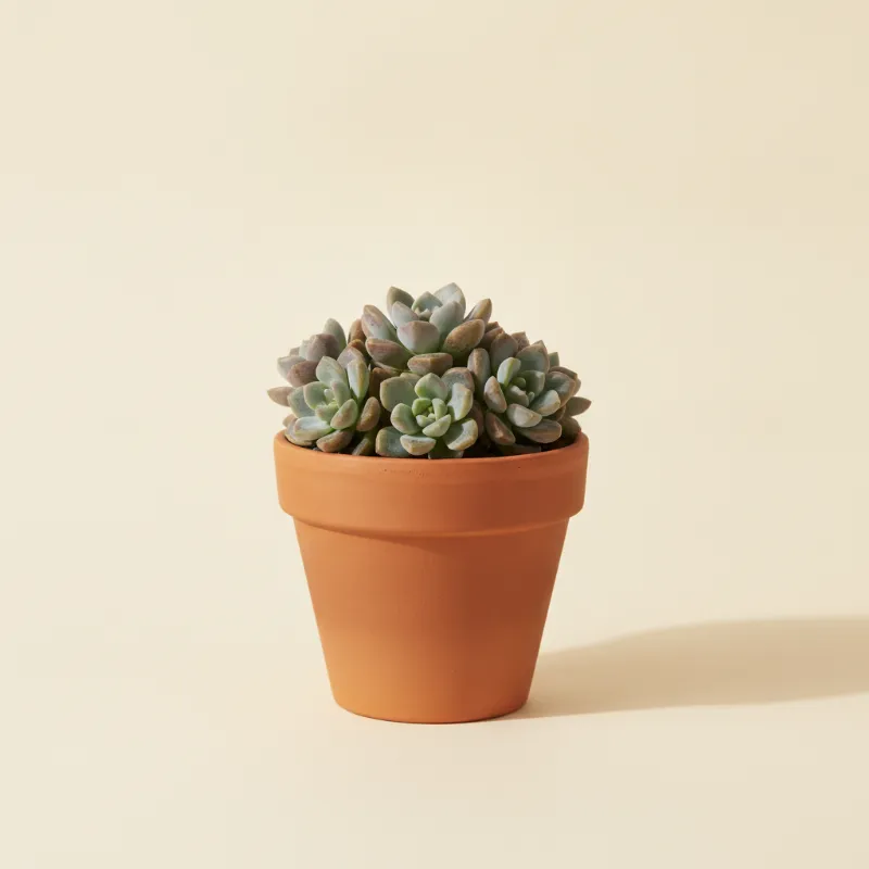 Graptopetalum mendozae (illustratie)
