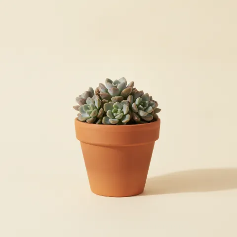 Graptopetalum mendozae