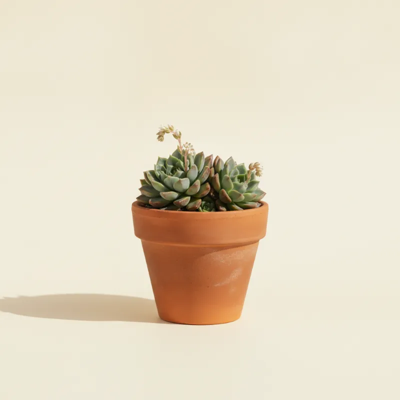 Graptopetalum rusbyi (illustratie)