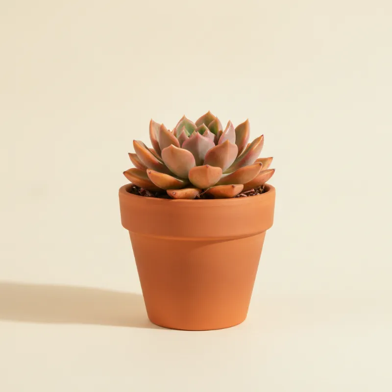 Graptosedum 'California Sunset' (illustratie)