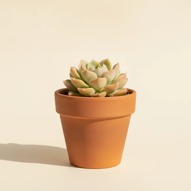 Graptosedum 'Darley Sunshine' (illustratie)