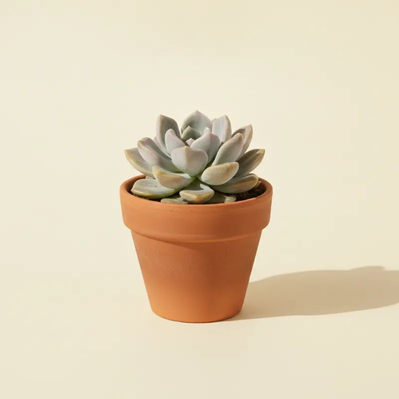Graptosedum 'Ghosty' (illustratie)