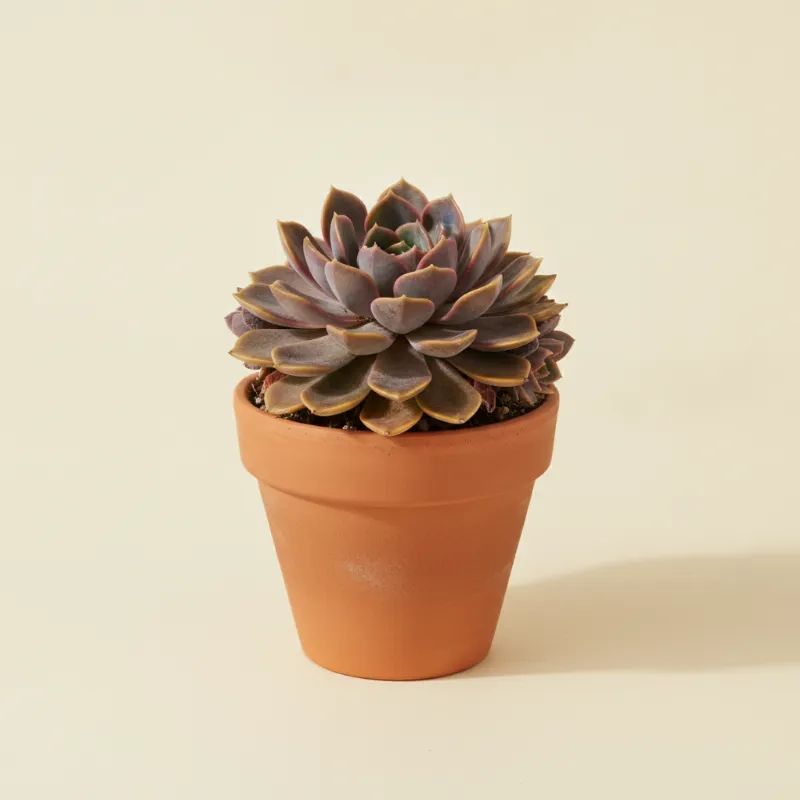 Graptoveria 'A Grim One' (illustratie)