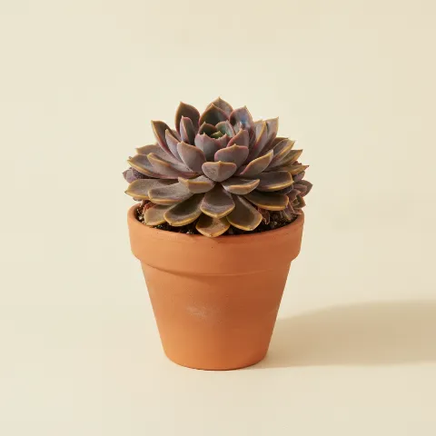 Graptoveria 'A Grim One'