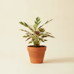 Calathea