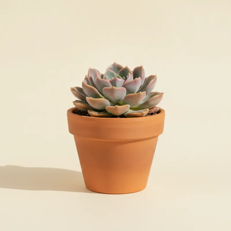 Graptoveria 'Bashful' (illustratie)