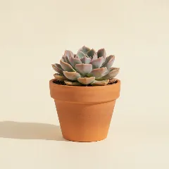 Graptoveria 'Bashful'