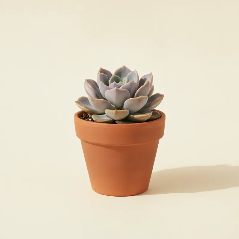 Graptoveria 'Opalina' (illustratie)