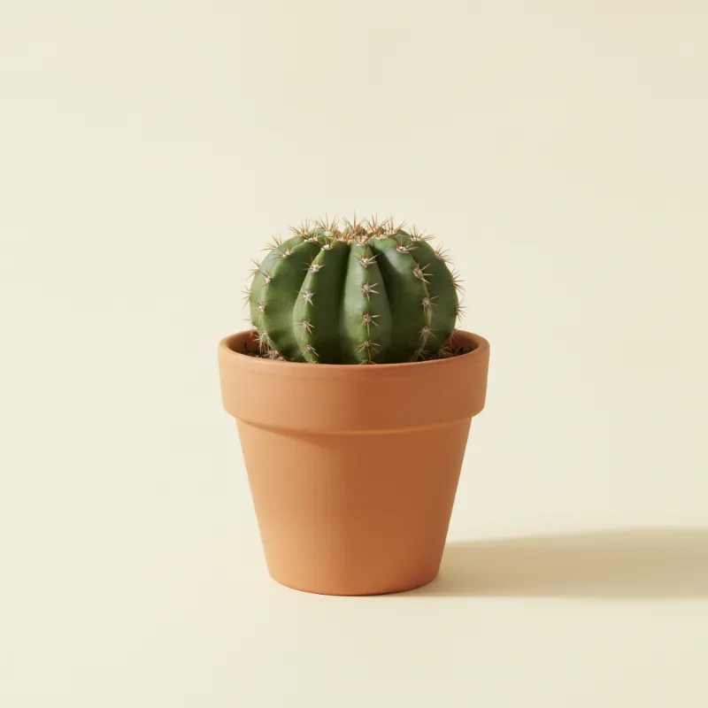 Gymnocalycium anisitsii (illustratie)