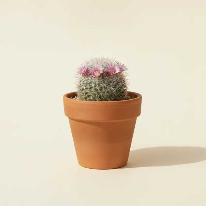Gymnocalycium bruchii (illustratie)
