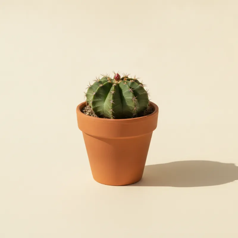Gymnocalycium friedrichii (illustratie)