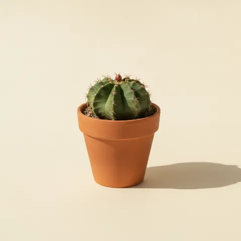 Gymnocalycium friedrichii