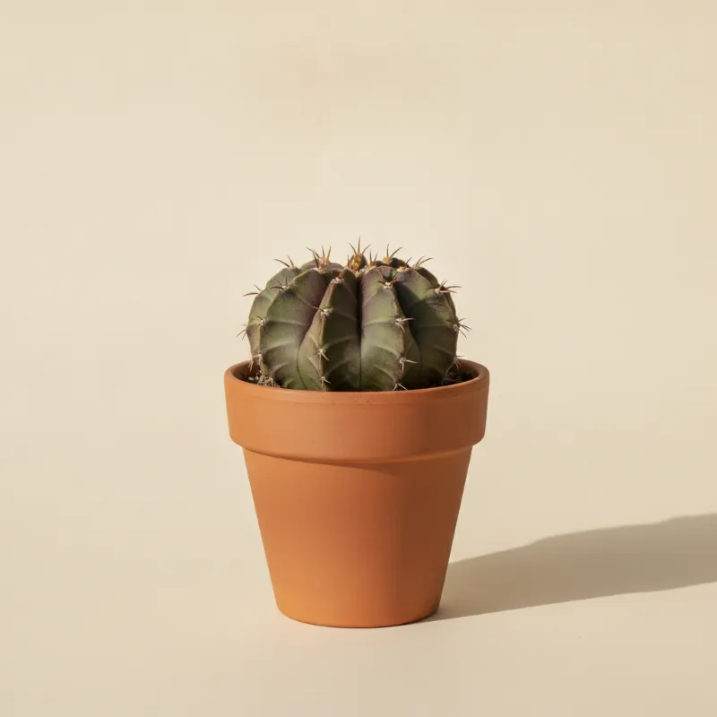 Gymnocalycium horstii (illustratie)