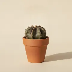 Gymnocalycium horstii