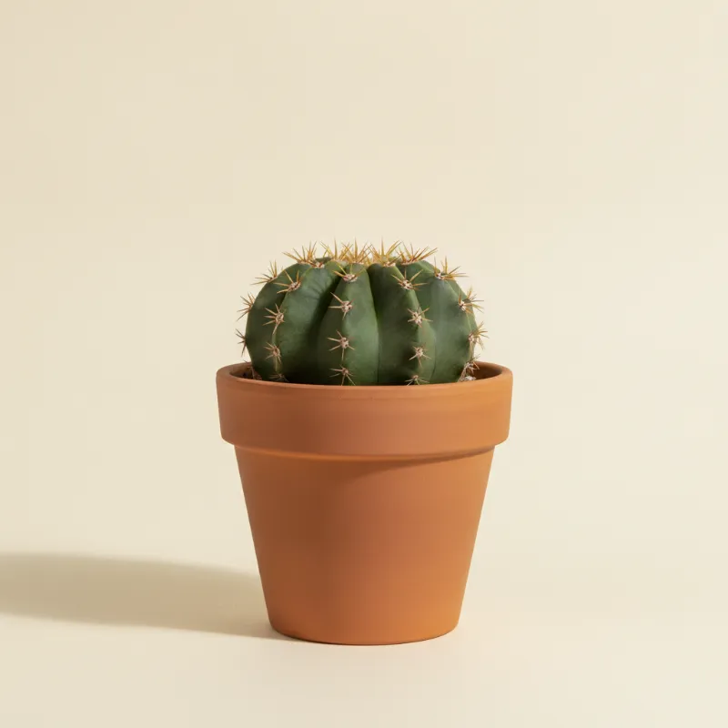 Gymnocalycium horstii 'Buenekeri' (illustratie)