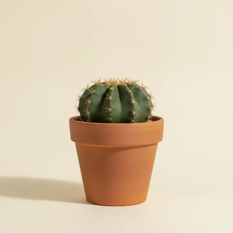 Gymnocalycium horstii 'Buenekeri'