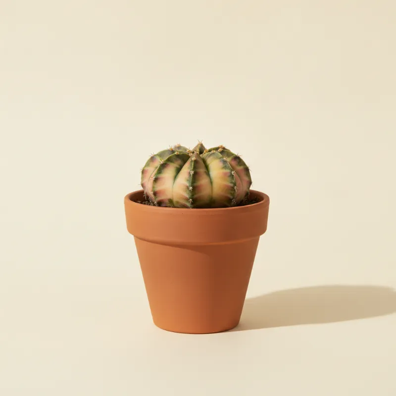 Gymnocalycium mihanovichii variegata (illustratie)