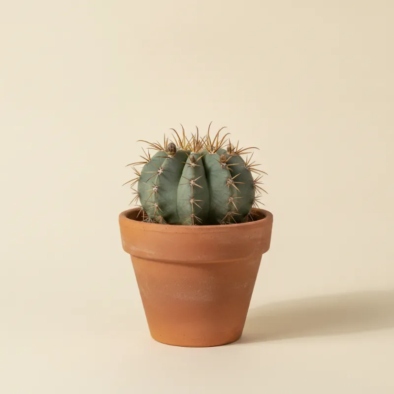 Gymnocalycium pflanzii (illustratie)