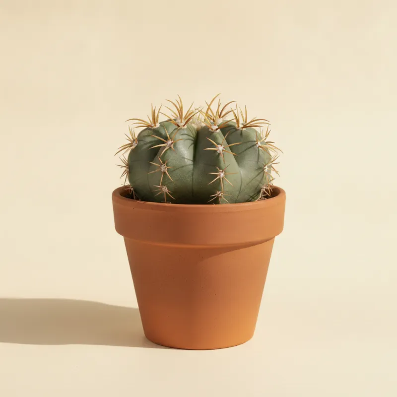 Gymnocalycium quehlianum (illustratie)