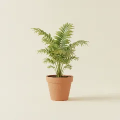 Vissenstaartpalm
