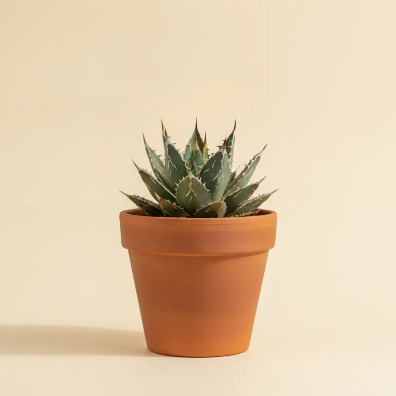 Agave — Agave victoriae-reginae (illustratie)
