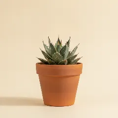 Agave