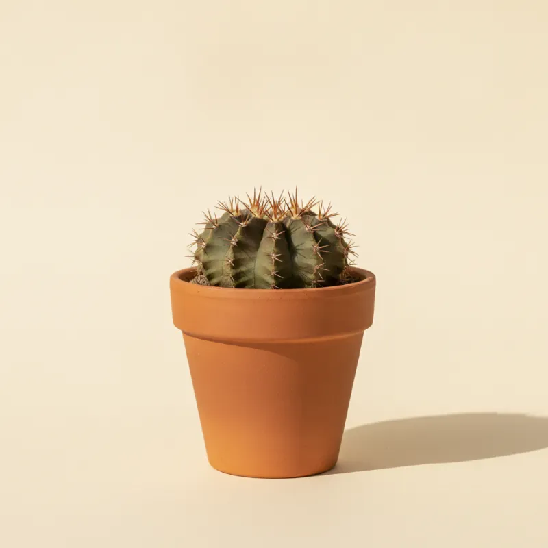 Gymnocalycium ragonesei (illustratie)